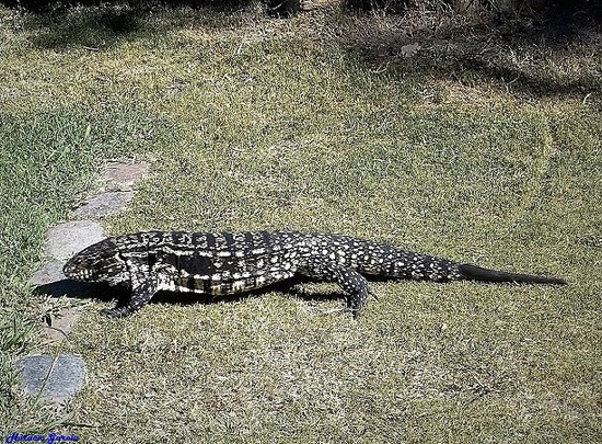 Black-and-white tegu lizard