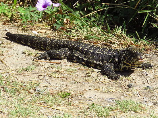 Black-and-white tegu lizard