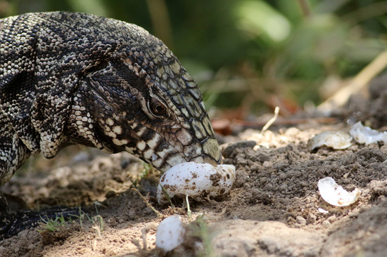 Black-and-white tegu lizard