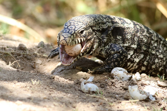 Black-and-white tegu lizard