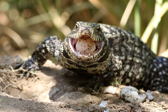 Black-and-white tegu lizard