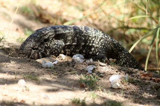 Black-and-white tegu lizard