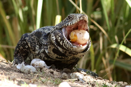 Black-and-white tegu lizard