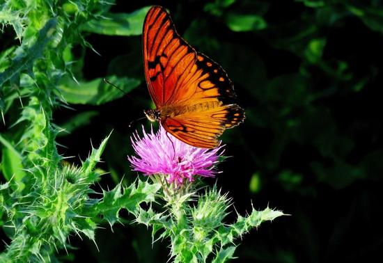 Mexican silverspot