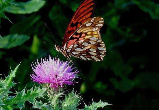 Mexican silverspot