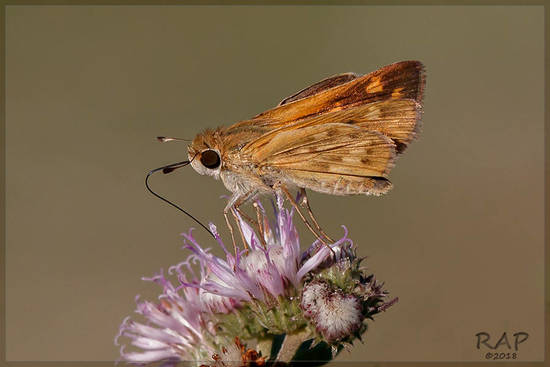Fiery skipper