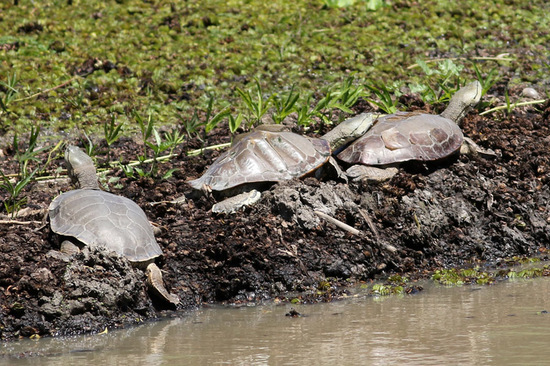 Side-necked turtle