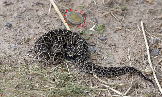 Urutu pit viper