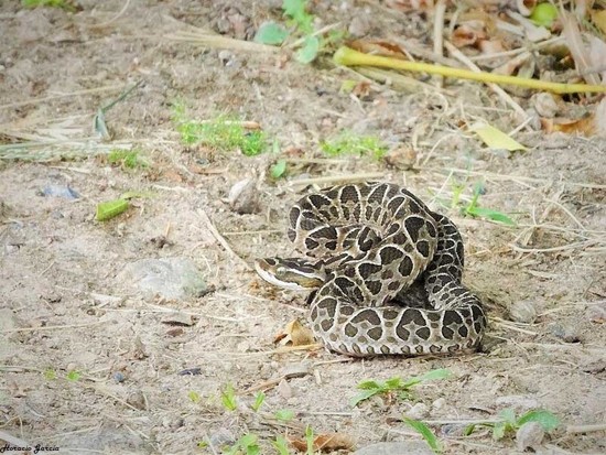 Urutu pit viper