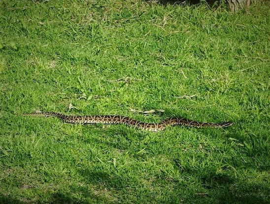 Urutu pit viper