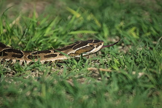 Urutu pit viper