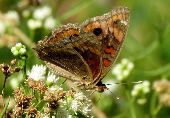Southern buckeye