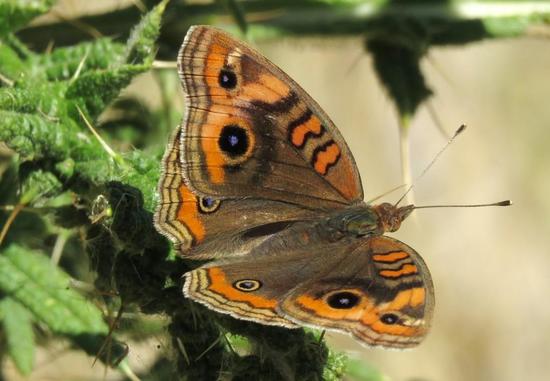 Southern buckeye