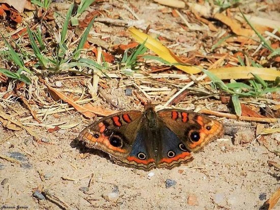 Southern buckeye