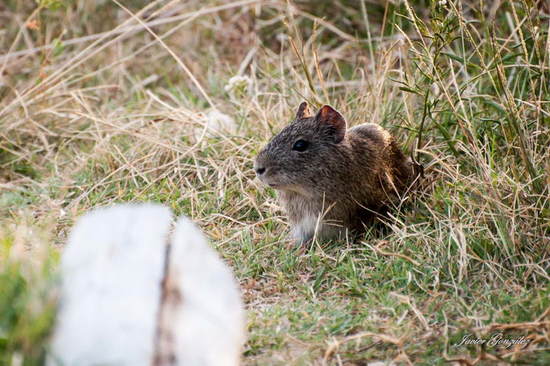 Pampas cavy
