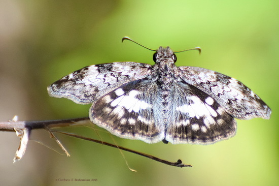 White-patched duskywing