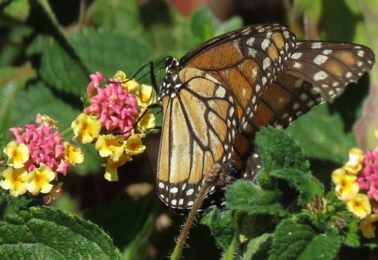 Southern Monarch
