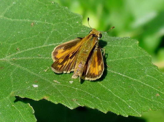 Fiery skipper