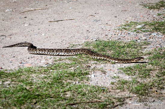 Urutu pit viper
