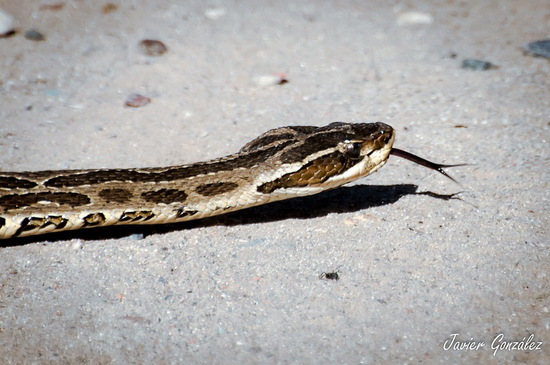Urutu pit viper