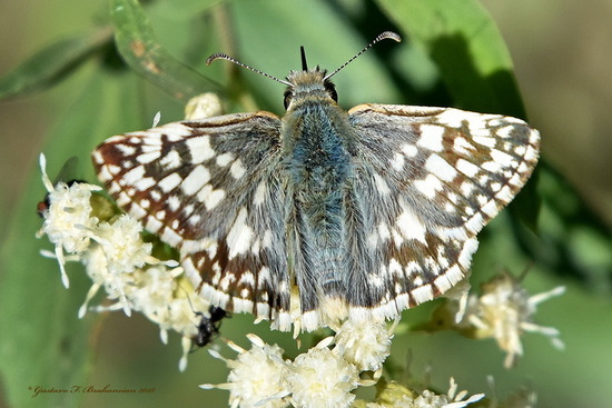 American white skipper