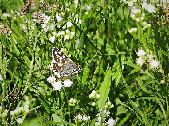American white skipper