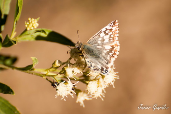 American white skipper