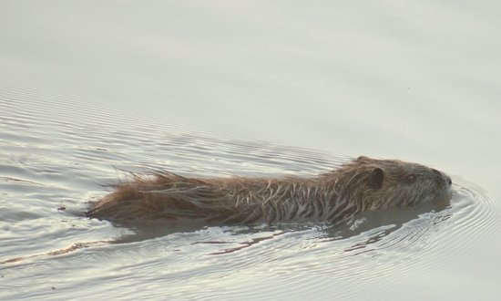 Coypu