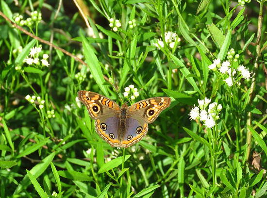 Southern buckeye