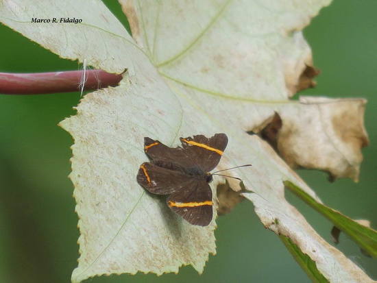 Lyssipoides metalmark