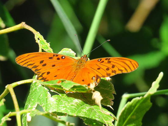 Gulf fritillary