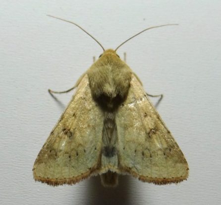 Polilla bolillera