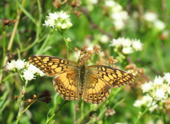 Southern fritillary