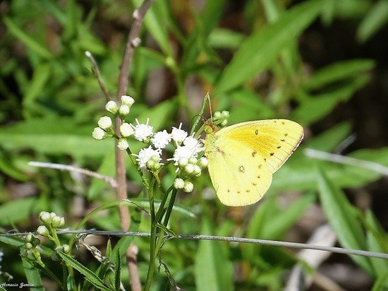 Lesbia sulphur