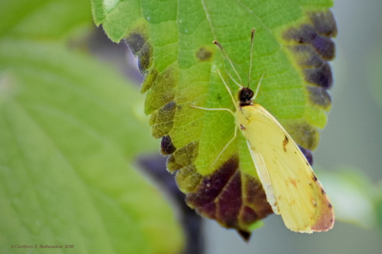 Common yellow