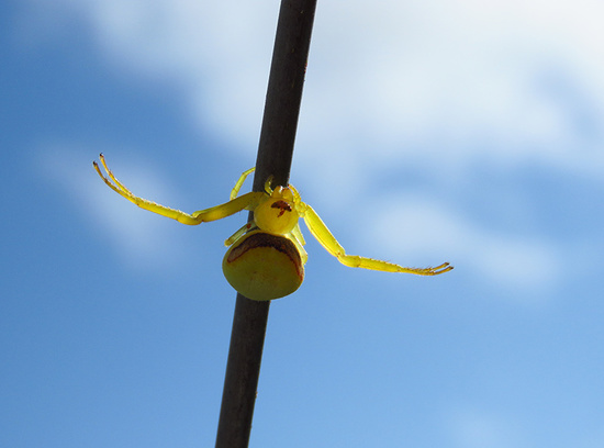 Crab spiders
