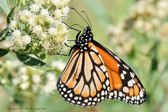 Southern Monarch