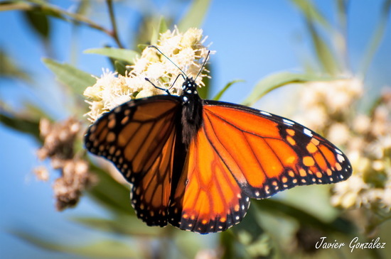 Southern Monarch