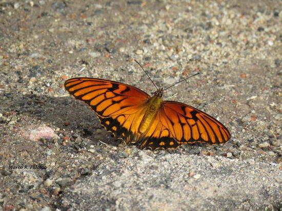 Mexican silverspot