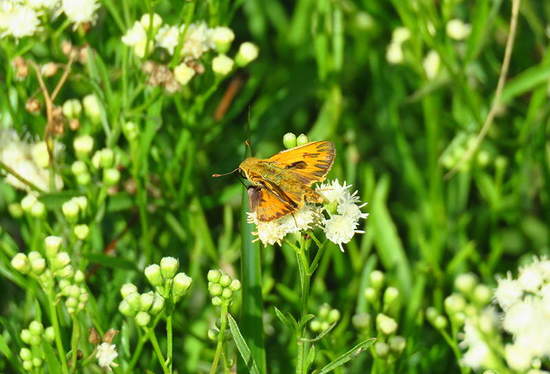 Fiery skipper