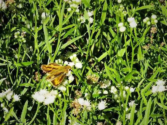 Fiery skipper
