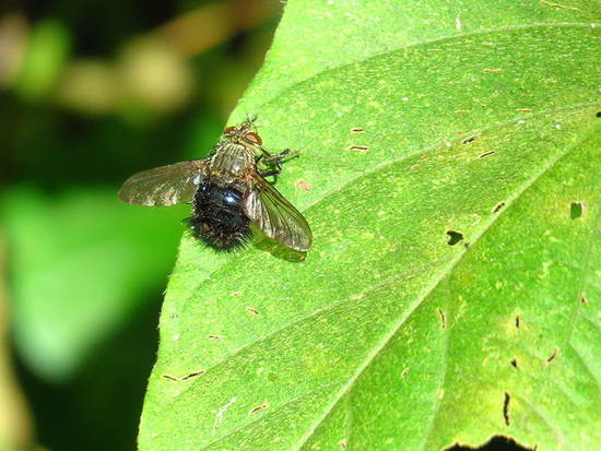 Mosca taquínida