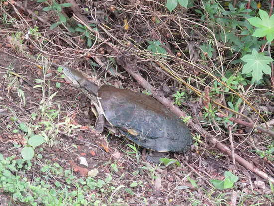 Side-necked turtle