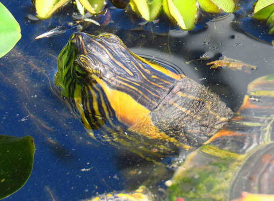 Painted turtle