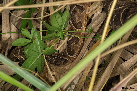 Urutu pit viper