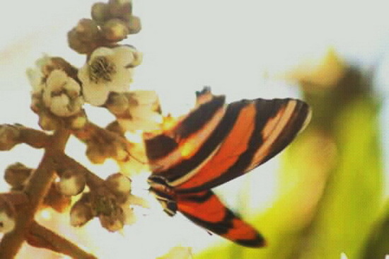 Banded orange