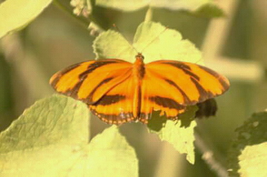 Banded orange