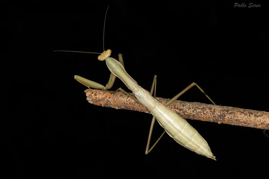 Mantid