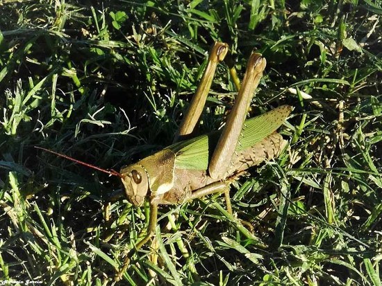Tucura de patas espinosas