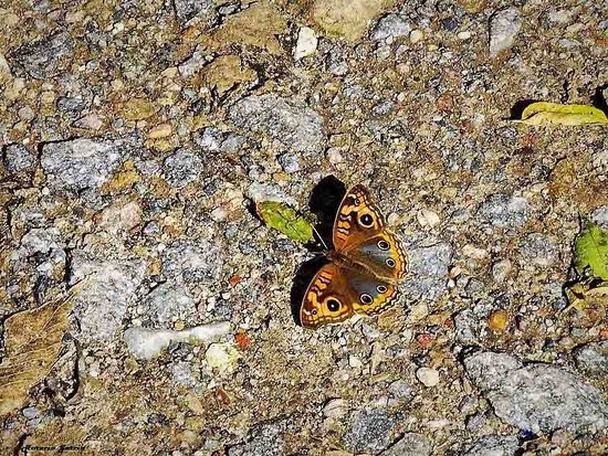 Southern buckeye